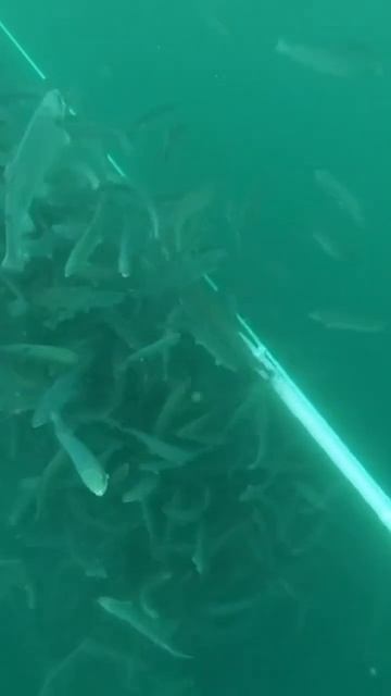Как кормят вашу любимую красную рыбу и где её разводят_#море #анапа #форель #подводнаяохота #fishing