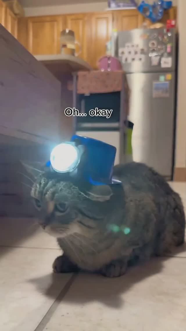 Котики помощники😼