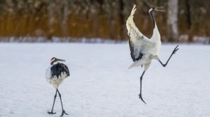 Финалисты конкурса Nikon Comedy Wildlife 2025