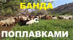 БАНДА с Поплавками!