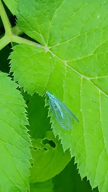 Златоглазка радостная (Chrysopa perla) — вид насекомых из семейства златоглазок (Chrysopidae) смотреть онлайн