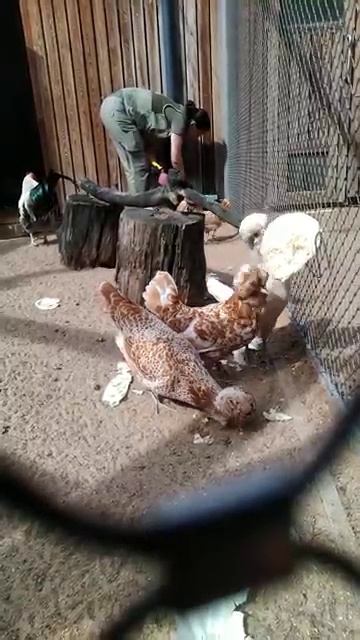 Утро в курятнике 🐓🐔
