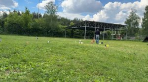 РО1 дебют / Станислав / Альма / кубок панды 2026 по Ралли Обидиенс онлайн