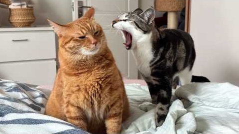 25 СМЕШНЫХ МОМЕНТОВ С КОТАМИ: Лучшая подборка🐱 смотреть онлайн