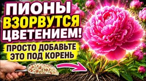 Чем подкормить ПИОНЫ весной для ПЫШНОГО ЦВЕТЕНИЯ   Кусты будут ломиться от бутонов