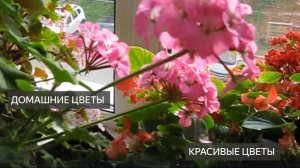 Цветы на окне . Домашние цветы . Какие цветы дома . Уход за цветами. Как растут цветы