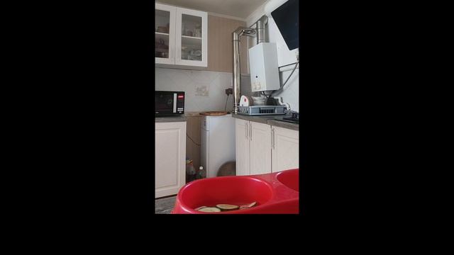 насыпаю еду Диме🐈⚪❤️ смотреть онлайн