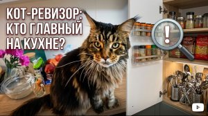 Кот мейн-кун пришел с проверкой на кухню
