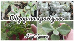 ОБЗОР НА МОИ КРАССУЛЫ ●