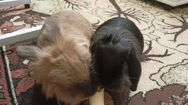 🍌 Два кролика. Один банан. Ни одного лишнего слова
