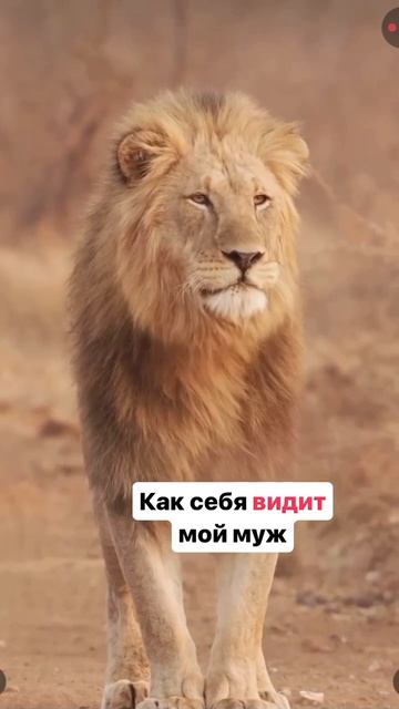 Отправьте своему льву) Мемас