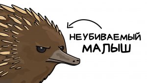 Ты — ехидна (и тебе реально повезло)