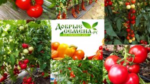 Этим томатам не страшен даже кладоспориоз! Самые устойчивые, выносливые,урожайные,вкусные и  ДОБРЫЕ!