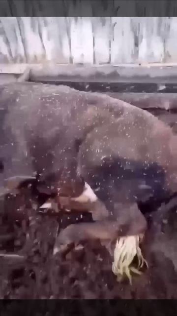 Комариный апокалипсис добрался до Алтайского края.