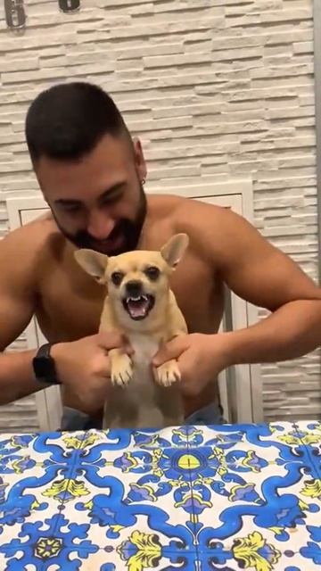 dogs core смотреть онлайн