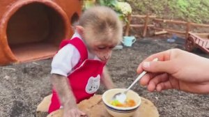 Жизнь маленькой обезьянки с друзьями 19часть🐵🐒🐷🐶