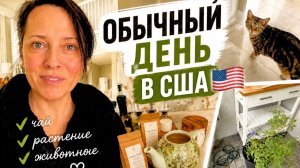 КАК ВЫЖИВАЮТ РУССКОЯЗЫЧНЫЕ НА ЗАГНИВАЮЩЕМ ЗАПАДЕ: Обычное утро  Чай, растения и жизнь во Флориде