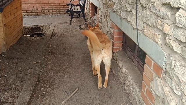 коты😻 смотреть онлайн