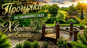 Прогулка по хвойному саду. Хвойные новинки.