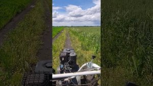 мотоблок Нева vs МТЗ на бездорожье, кто круче?