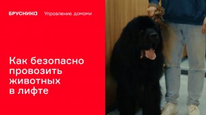 Как безопасно провозить животных в лифте | Брусника. Управление домами