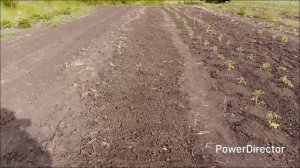 Продолжаю высаживать томаты / Ремонт почти готов.