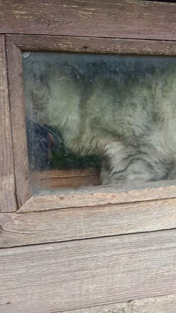 коты😸 смотреть онлайн