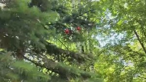 ЦЕНИТЕЛЬ ГЖЕЛИ НА РУТУБЕ И НАШ ЕМУ ПОДАРОК