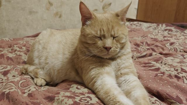 Рыжий кот спит. ч.12 смотреть онлайн