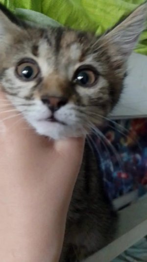 Моя кошка