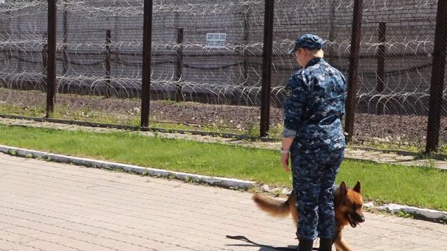 Экскурсии школьников к кинологам в ИК 3 смотреть онлайн