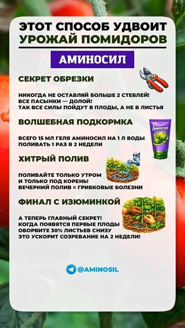 ЭТОТ способ УДВОИТ урожай ТОМАТОВ_ #сад #рассада #томаты.publer.com