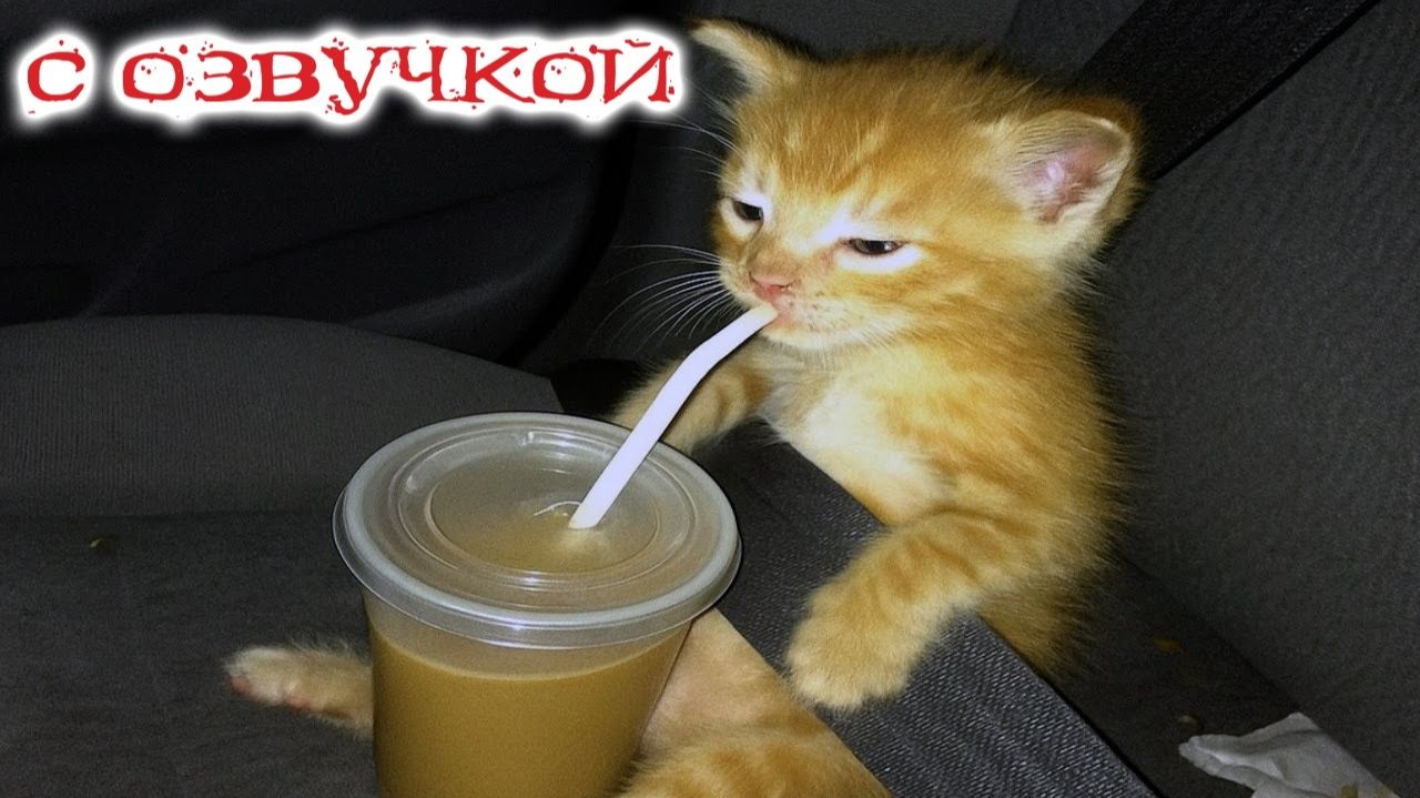 Приколы с котами С ОЗВУЧКОЙ Шальные Коты И Котята Смешные Видео с Животными