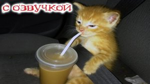 Приколы с котами С ОЗВУЧКОЙ Шальные Коты И Котята Смешные Видео с Животными [get.gt]