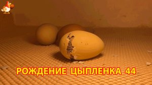 Вылупление цыпленка из яйца в инкубаторе версия 44