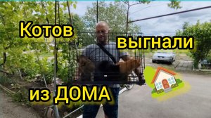 Истинная ПРИЧИНА нашего ПЕРЕЕЗДА из Ейска/Коты в ШОКЕ от ПЕРЕЕЗДА/Готовим еду на коленке