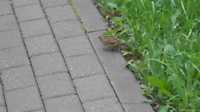 !Самка и самец воробья домового (Passer domesticus). DSCN7780