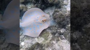 Stingrays on the Regency club beach early in the morning: a small eagle ray and a large stingray!