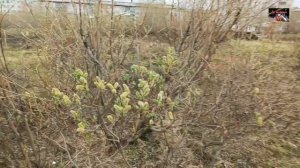 Воркута. 01.06.26. Экотропа. Первый день лета встретил нас дождиком.
