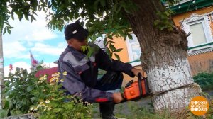 Аварийное дерево на участке: пилим по всем правилам. Доброе утро. Фрагмент выпуска от 01.06.2026