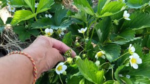 🫴🍓 КЛУБНИКА ЦВЕТЁТ...ДВЕ  ПОДКОРМКИ ДЛЯ БОГАТОГО УРОЖАЯ + КАРТОН ...ОТВЕТ ПРО СЛИЗНЕЙ...🐛