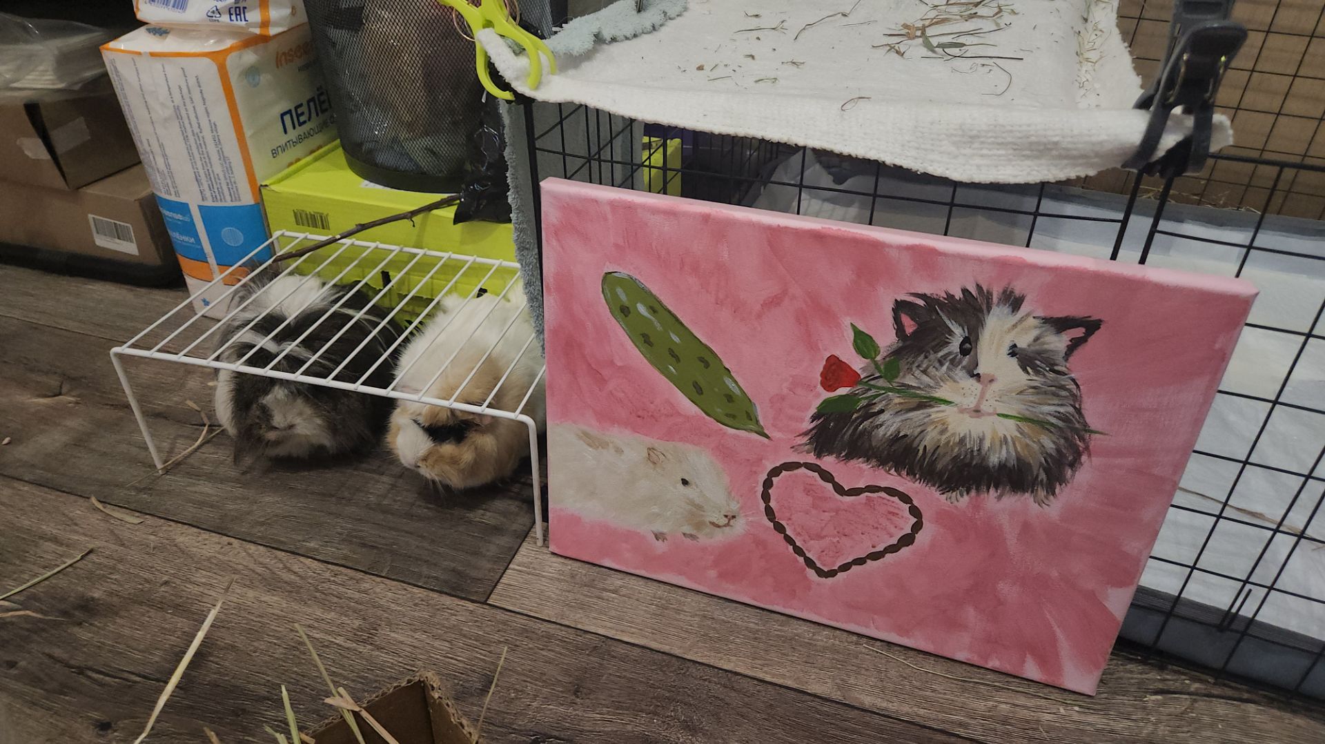 Морские свинки Улли и Пулли и картина 🖼