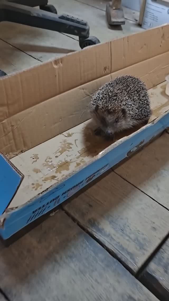Спасение ежика ч.2🦔❤История со счастливым концом❤️