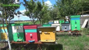 Пчелы бегут как выходит солнце