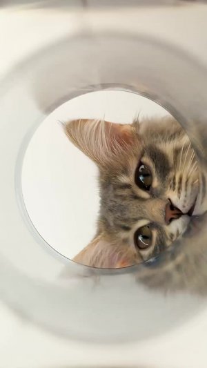 You Won't Believe These DIY Cat Glasses! 😼 #Viral