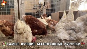 Цыплята и Курочки селяночки лучшие беспородные несушки 🥚 (482)