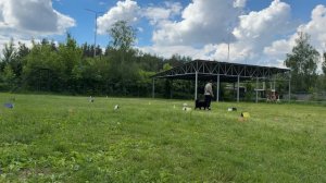 РО1 дебют/Рахматова/Плюша/кубок панды 2026 по Ралли Обидиенс онлайн
