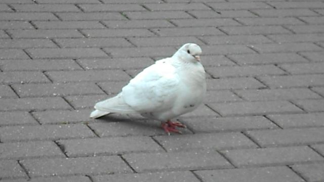 Белая голубка DSCN7778