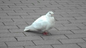 Белая голубка DSCN7778