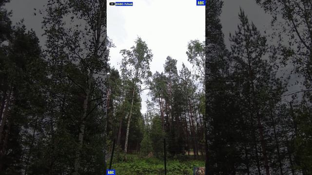 Первый день лета 01.06.2026 и снова ЗОЖ #юныйпрадедбодрыйдед #авсарх